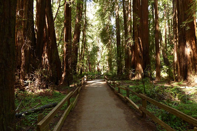 Muir Woods